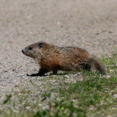 Young Woodchuck