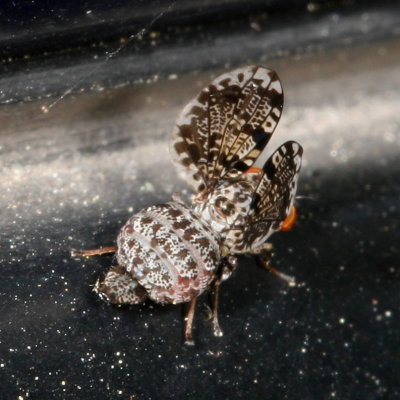 Callopistromyia annulipes