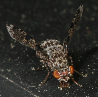 Callopistromyia annulipes