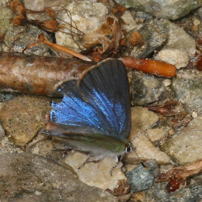 Early Hairstreak