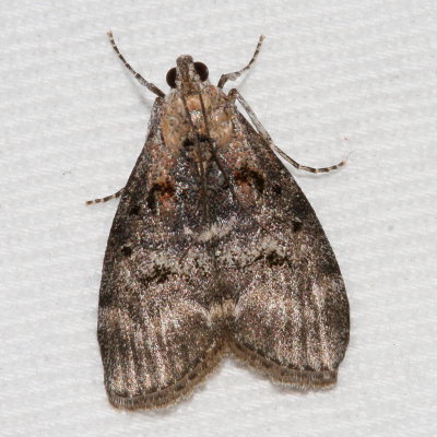 Hodges#5606 * Maple Webworm Moth * Pococera asperatella 