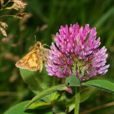 Peck's Skipper