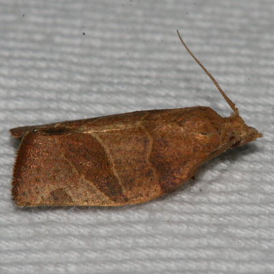 Hodges#3594 * Three-lined Leafroller Moth * Pandemis limitata