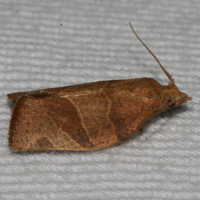 Hodges#3594 * Three-lined Leafroller Moth * Pandemis limitata