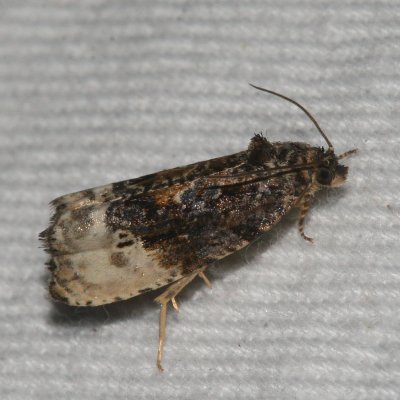 Hodges#2862 * Green Budworm Moth *  Hedya nubiferana