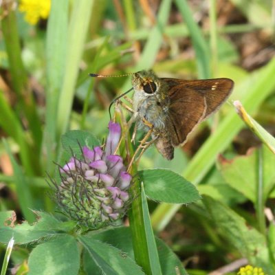 Crossline Skipper