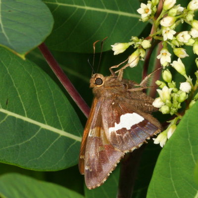 Silver-spotted Skipper