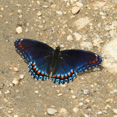 Red-spotted Purple