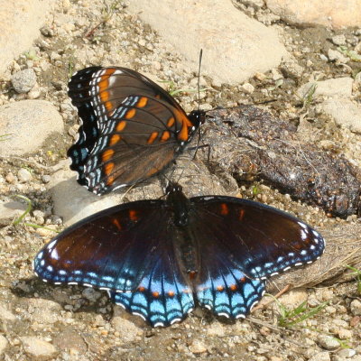 Red-spotted Purple