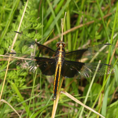 Widow Skimmer ♀