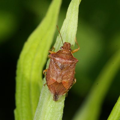 Podisus brevispinus