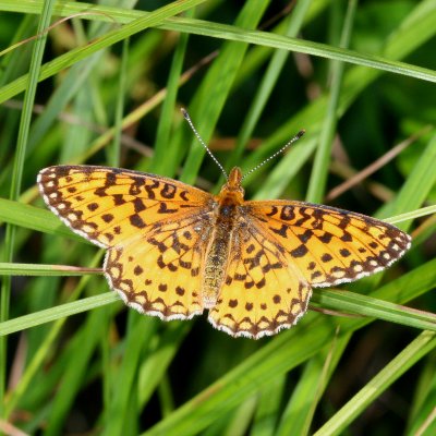 Silver-bordered Fritillary