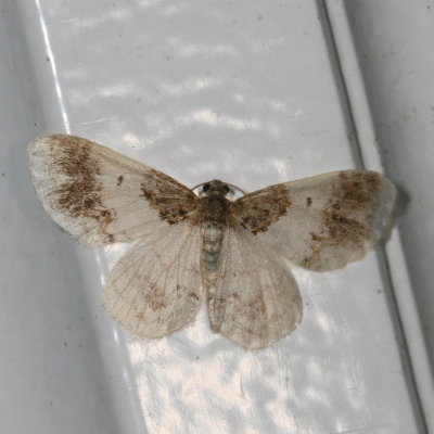 Hodges#7420 * Carpet Moth * Hydrelia condensata