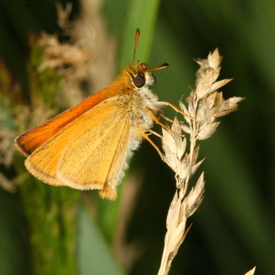 European Skipper