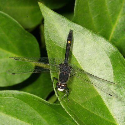 Dot-Tailed Whiteface ♂
