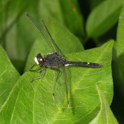 Dot-Tailed Whiteface ♂