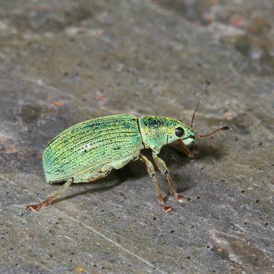 Polydrusus formosus * Green Immigrant Leaf Weevil