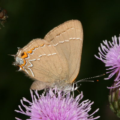 Oak Hairstreak