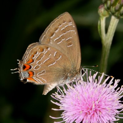 Striped Hairstreak