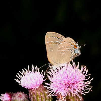 Banded Hairstreak