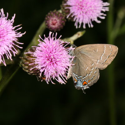 Banded Hairstreak