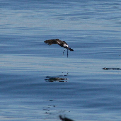 Wilson's Storm-Petrel