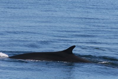 Fin Whale