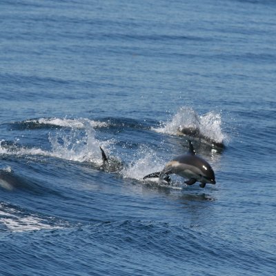 Atlantic White-sided Dolphin