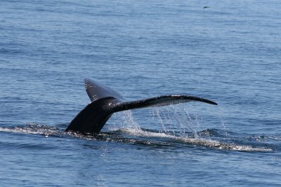 Humpback Whale