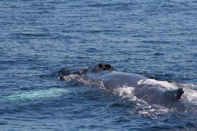 Humpback Whale