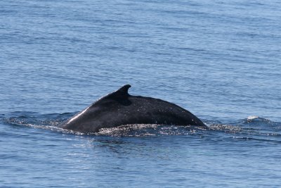Humpback Whale