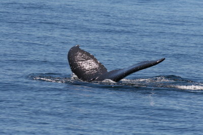 Humpback Whale