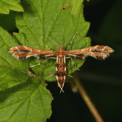 Pterophoridae - Plume Moths : 6089-6234