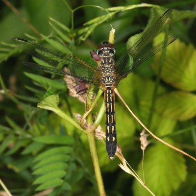 Blue Dasher ♀