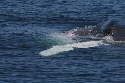 Humpback Whale