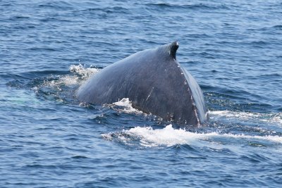 Humpback Whale