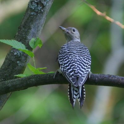 Red-bellied Woodpecker / Juvenile