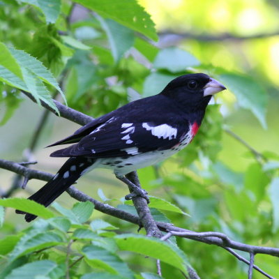 Rose-breasted Grosbeak ♂