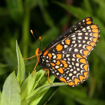 Baltimore Checkerspot
