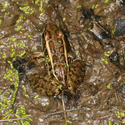 young Pickerel Frog