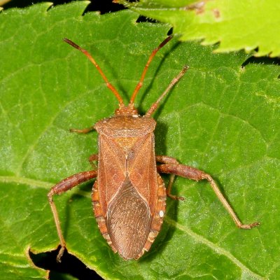 Euthochtha galeator * Helmeted Squash Bug 