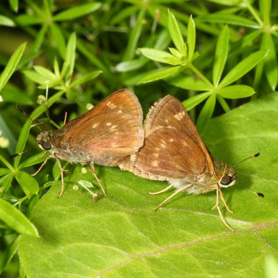 Little Glassywings