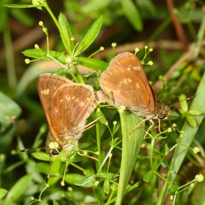 Little Glassywings