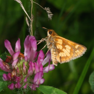 Peck's Skipper