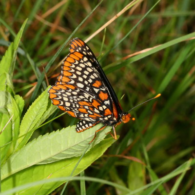 Baltimore Checkerspot