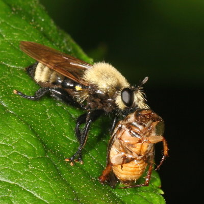 Laphria posticata