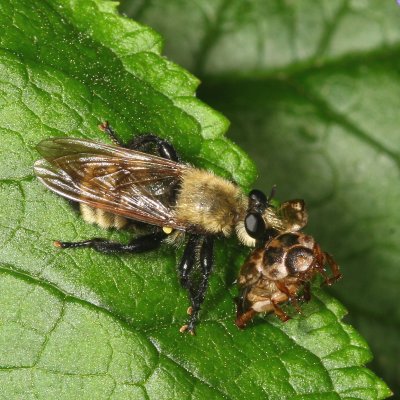 Laphria posticata