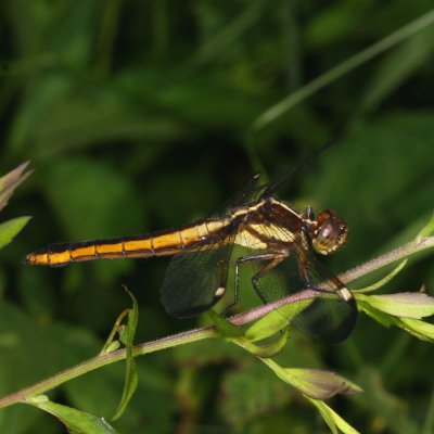Spangled Skimmer ♀