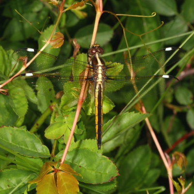 Spangled Skimmer ♀