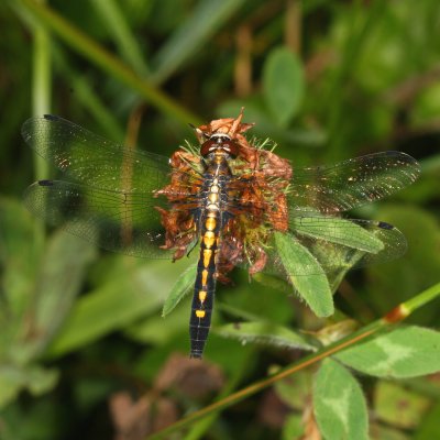 Dot-Tailed Whiteface ♀